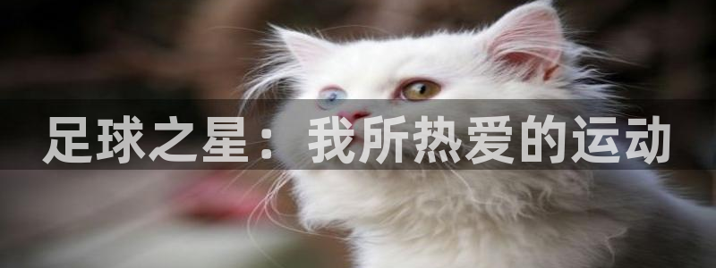 足球之星:我所热爱的运动